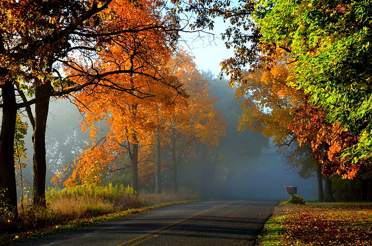 Road path autumn colors, nature, forest, park, trees, leaves, colorful, road, PATH, Autumn, fall, colors, walk, HD wallpaper