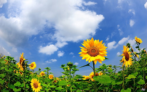 الصيف عباد الشمس الغيوم السماء الزرقاء 2560 × 1600، خلفية HD HD wallpaper