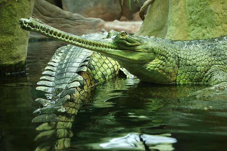 зелен крокодил, гавиали, влечуго, крокодил, плуване, HD тапет