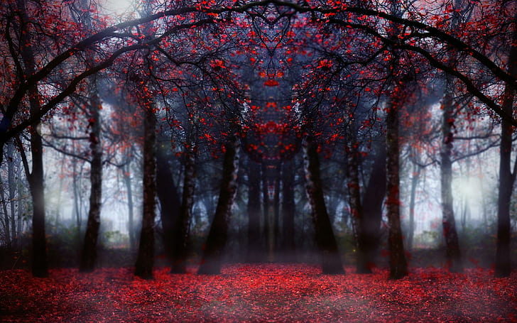 Magical Red Forest In Focus, forest, leaves, autumn, nature and landscapes, HD wallpaper
