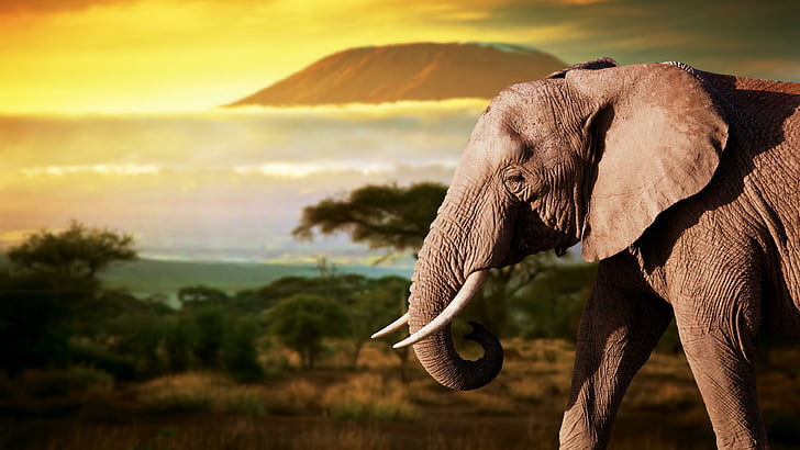 éléphant, faune, animal terrestre, safari, savane, ciel, herbe, Fond d'écran HD