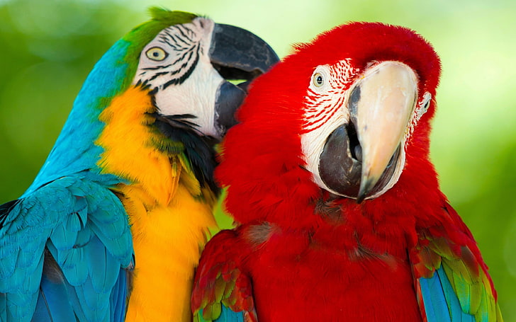 Parrot Macaw Bird Hd Wallpaper Latar Belakang Laptop Ponsel 3840 × 2400, Wallpaper HD