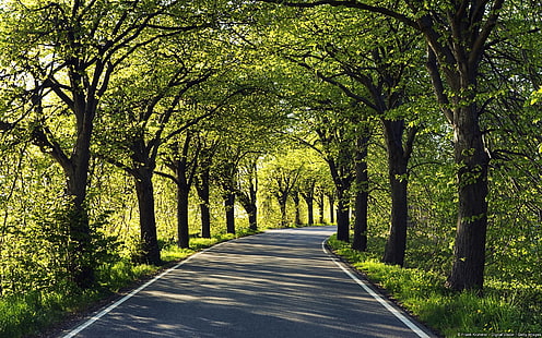 Tapeta HD Tree Lined Road-Windows 10, zielone drzewo liściaste i szara betonowa droga, Tapety HD HD wallpaper
