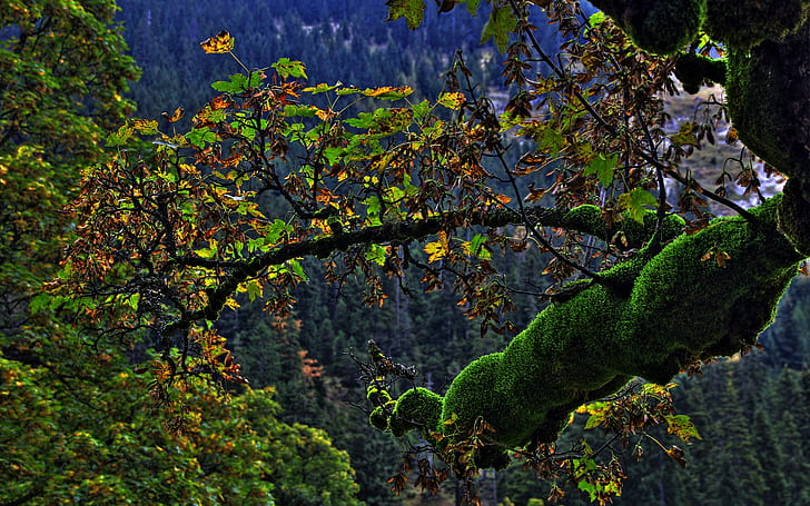 Дървета Moss HD, зелен мъх, природа, дървета, мъх, HD тапет