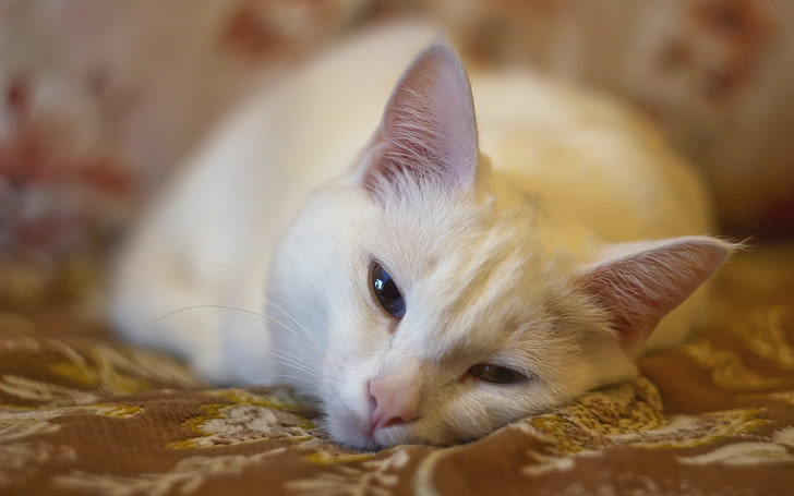 biały kot krótkowłosy, kot, kaganiec, śpiący, leżący, uszy, Tapety HD