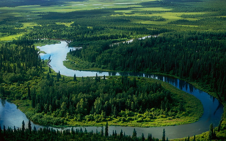 pins et rivière, Turquie, forêt, rivière, Fond d'écran HD