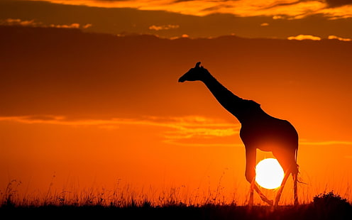 Залез, жираф, слънце, здрач, скица, Африка, залез, жираф, слънце, здрач, скица, Африка, HD тапет HD wallpaper