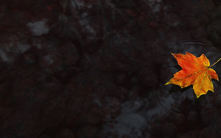 daun maple coklat dan merah, air, daun maple, musim gugur, maple, Wallpaper HD