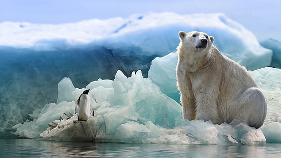 лед, зима, животные, белый, внешний вид, вода, снег, природа, поза, коллаж, птица, лечение, ледник, медведь, айсберг, пингвин, белый медведь, сидящий, пруд, Арктика, полярный, HD обои HD wallpaper