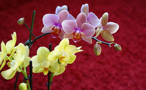 żółte i fioletowe storczyki ćmy, orchidea, kwiat, gałąź, tło, Tapety HD HD wallpaper