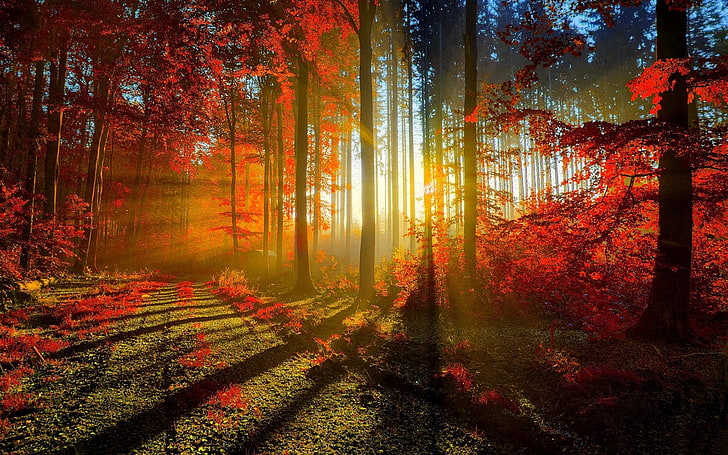 sun ray through forest, nature, forest, trees, fall, sun rays, red leaves, dappled sunlight, HD wallpaper