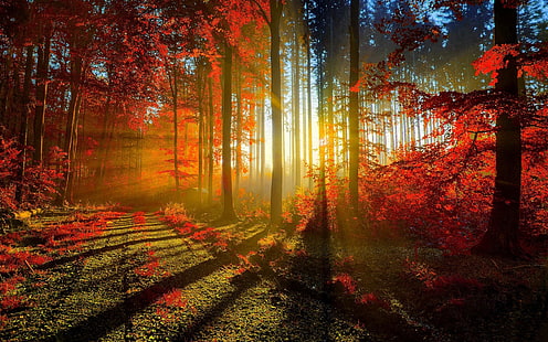 sun ray through forest, nature, forest, trees, fall, sun rays, red leaves, dappled sunlight, HD wallpaper HD wallpaper