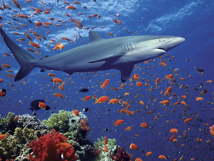 shark, fish, coral, animals, HD wallpaper