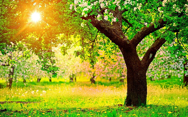 Apple Tree Flowering Spring Sun Light Bright Dandelions, natura, wiosna, ogrd, drzew, jabko, mlecze, soce, HD wallpaper