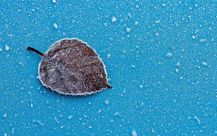 черно-белый каменный фрагмент, лист, снежинки, иней, HD обои
