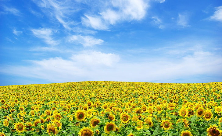 sunflower field, sunflowers, field, sky, summer, clouds, nature, HD wallpaper