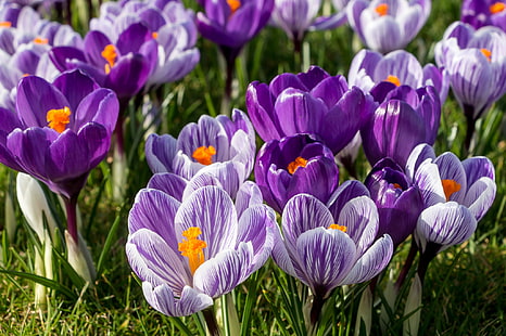 ungu, musim semi, crocus, kunyit, Wallpaper HD HD wallpaper