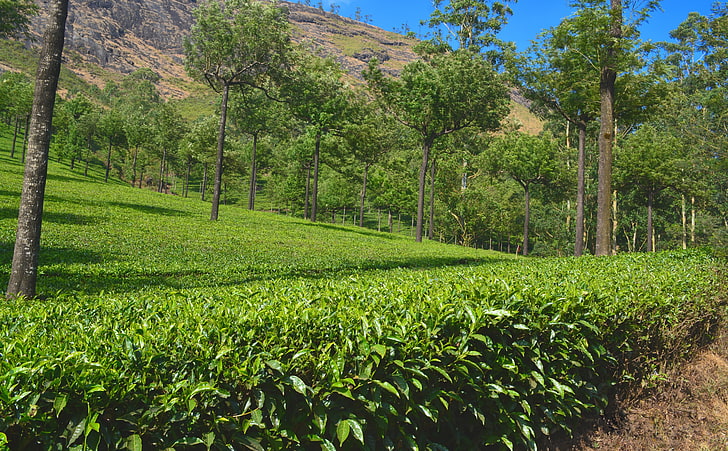 Tea Estate, green grass, Nature, Landscape, tea field, HD wallpaper