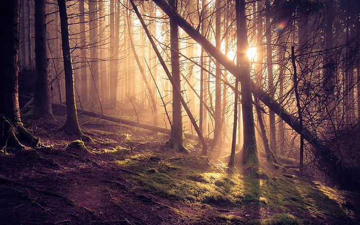 Bosque, pinos, rayos de sol, bosque, pino, árboles, sol, rayos, Fondo de pantalla HD