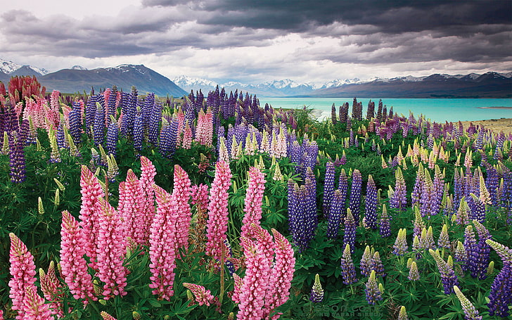 Landscape Lake Tekapo Lupins Flowers Mountains Dark Cloud Beautiful Hd Wallpaper, HD wallpaper