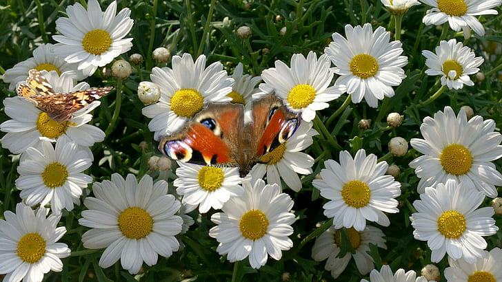 Бабочки на цветах, белая ромашка, цветы, 1920x1080, цветочные, бабочка, HD обои