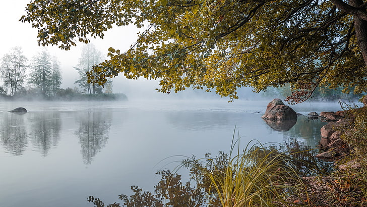 misty, river, water, reflection, bayou, tree, mist, morning, branch, HD wallpaper