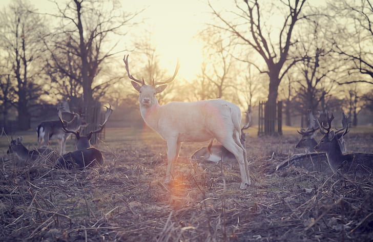trees, animal, photography, sunset, deers, forest, nature, white deer, trees, animal, nature, sunset, deers, forest, HD wallpaper