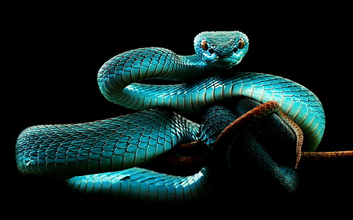 青いヘビ、青緑のヘビの壁紙、動物、ヘビ、 HDデスクトップの壁紙 HD wallpaper