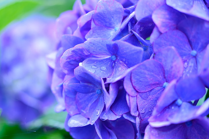 purple flowers, hydrangea, drops, lilac, HD wallpaper