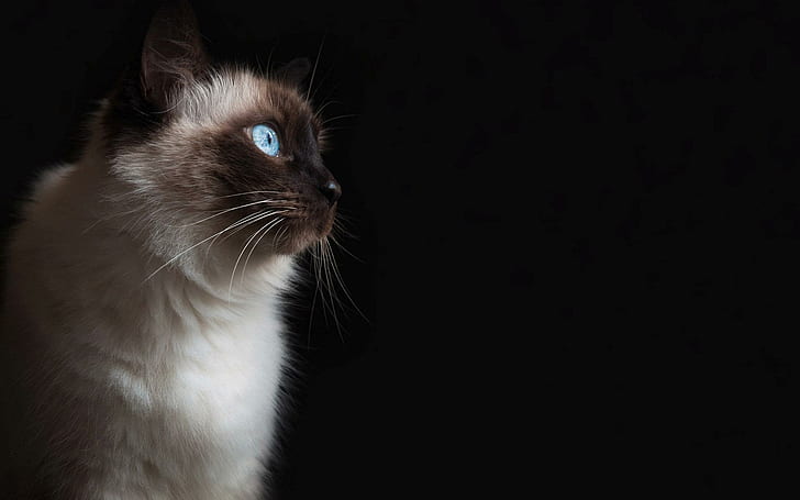 Кот с голубыми глазами, сиамский кот, животные, 1920x1200, HD обои