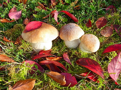 three brown mushrooms, mushrooms, autumn, leaves, grass, HD wallpaper HD wallpaper