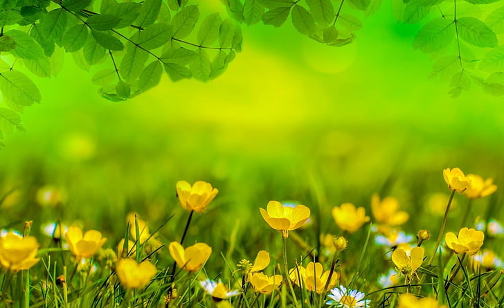 Beautiful Spring Meadow, Seasons, Spring, Colorful, Flower, Yellow, Sunny, Design, Light, Leaves, Field, Background, Leaf, Bright, Easter, Park, Meadow, Concept, foliage, Natural, Soft, Focus, Lawn, buttercup, Herbs, defocus, HD wallpaper