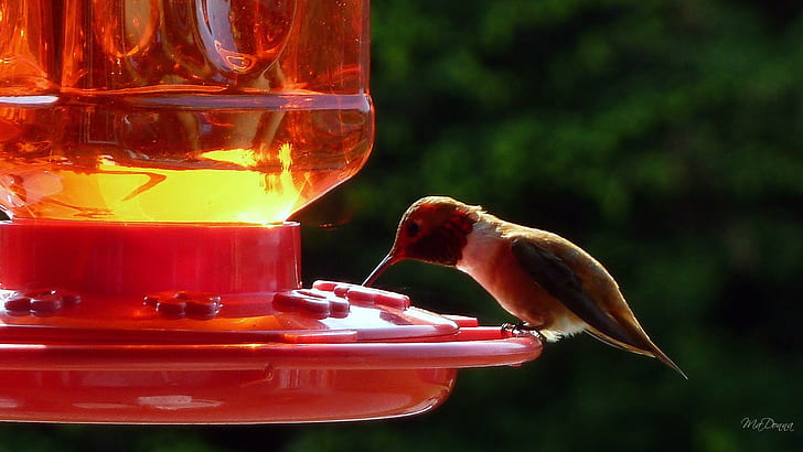 Summers Hummingbird, brun och vit fågel, nektar, fågel, grön, socker, träd, vår, kolibri, glans, söt, sommar, djur, HD tapet