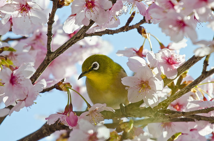 Птицы, птицы, цветы, японские белоглазка, воробьиные, сакура, HD обои