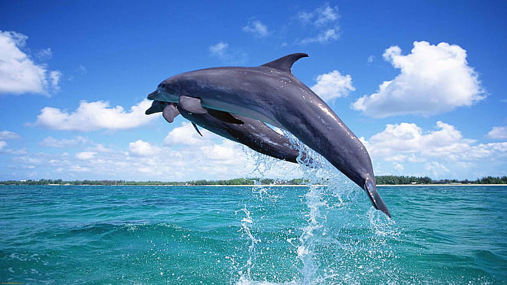 Animal, animals, 2560x1440, dolphin, hd dolphin wallpaers, ultra fish wallpaers, HD wallpaper