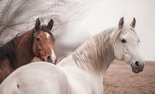 cavalo animais, HD papel de parede HD wallpaper