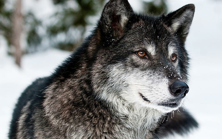 Wolf Predator Wolf In Winter, wolf, predator, winter, animals, HD wallpaper