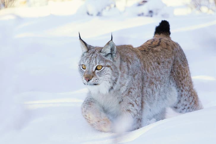 neige, lynx, chat sauvage, Fond d'écran HD