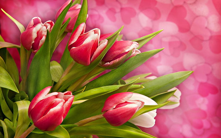 розови лалета-Цветни снимки Тапет, розови цветя, HD тапет