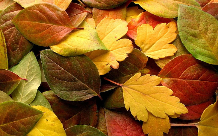 folhas amarelas e verdes, folhas, plantas, coloridas, outono, HD papel de parede