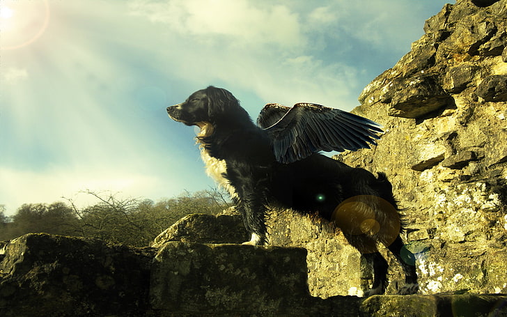 Withus Flying Dog, animals, digitalcomposition, dogs, pets, HD wallpaper
