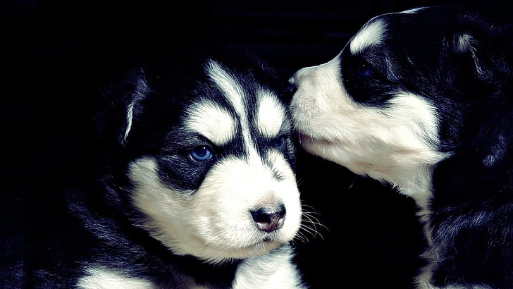 dua anak anjing Siberia husky putih dan hitam, anjing, binatang, Siberian Husky, Wallpaper HD