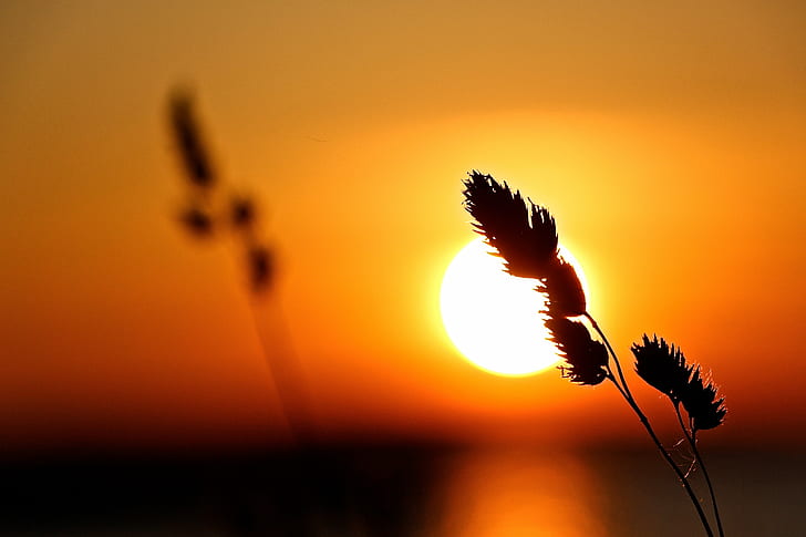 Silhouette photography of plant during sunset, Tranquility, silhouette, HD  wallpaper | Wallpaperbetter