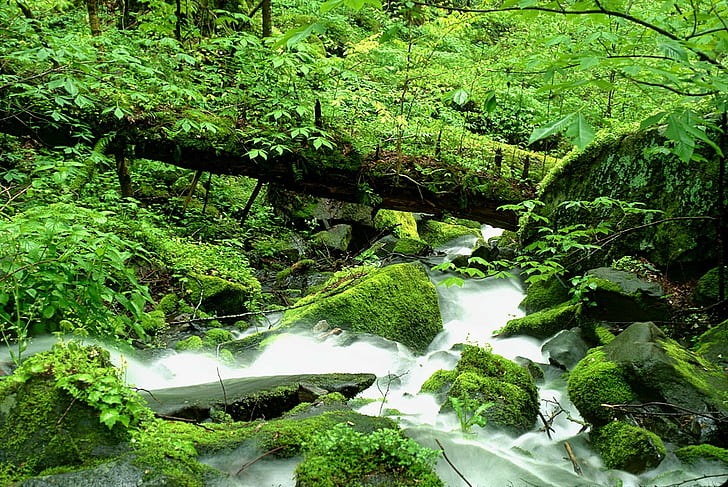 Gewässer im Wald tagsüber, Natur, Wasserfall, Wald, Bach, Fluss, Baum, Moos, draußen, Landschaft, grün Farbe, Wasser, Blatt, Landschaften, Frische, HD-Hintergrundbild