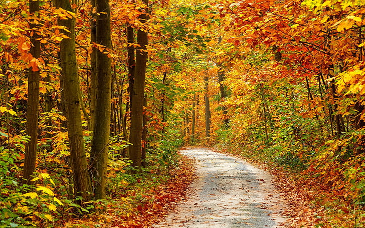 Осенний лесной пейзаж Дорога, лес, пейзаж, HD обои