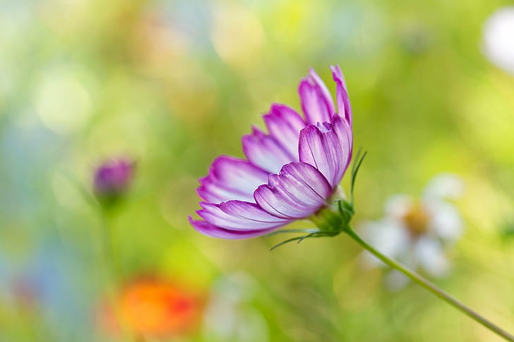 photographie de capture peu profonde fleur pourpre et blanche, été, violet, fleur blanche, peu profonde, capture, photographie, fleurs, floral, macro, gros plan, cosmos, Denver Botanic Gardens, Colorado, Fond d'écran HD