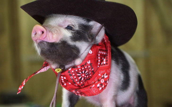 black and pink pig, pig, little pig, cowboy hat, bandana, HD wallpaper