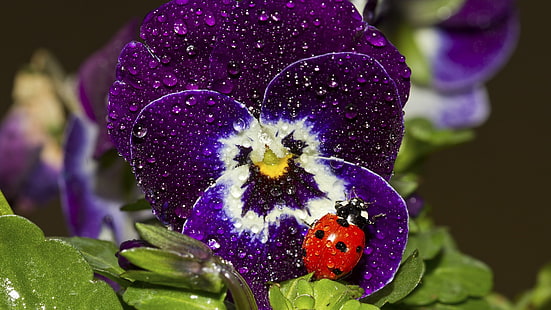 mariquita negra y roja, naturaleza, mariquitas, insecto, macro, flores, gotas de agua, flores de color púrpura, pensamientos, Fondo de pantalla HD HD wallpaper
