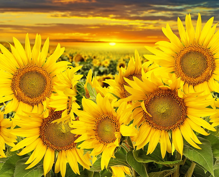 yellow sunflowers, field, sunflowers, sunset, beauty, HD wallpaper