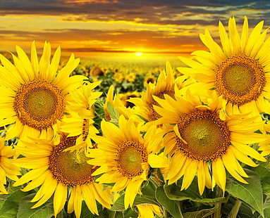 żółte słoneczniki, pole, słoneczniki, zachód słońca, piękno, Tapety HD HD wallpaper